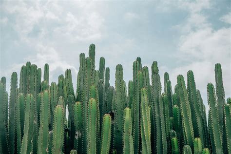 羅漢松庭園樹|羅漢松：珍稀樹種的奧秘與養護撇步 – 植物盆栽綠寶典